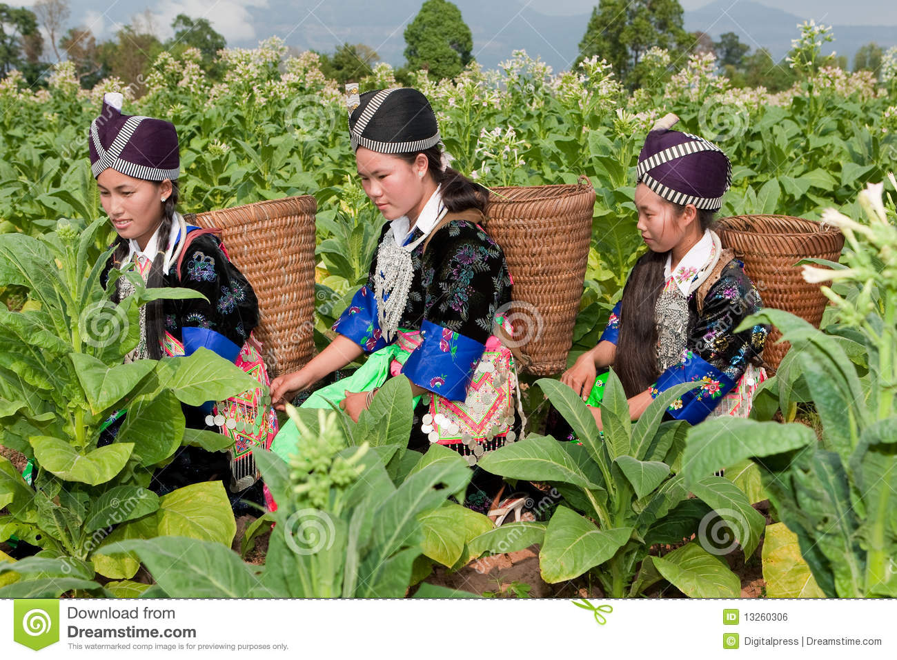 Application for the License to trade in tobacco ingredients in Vietnam