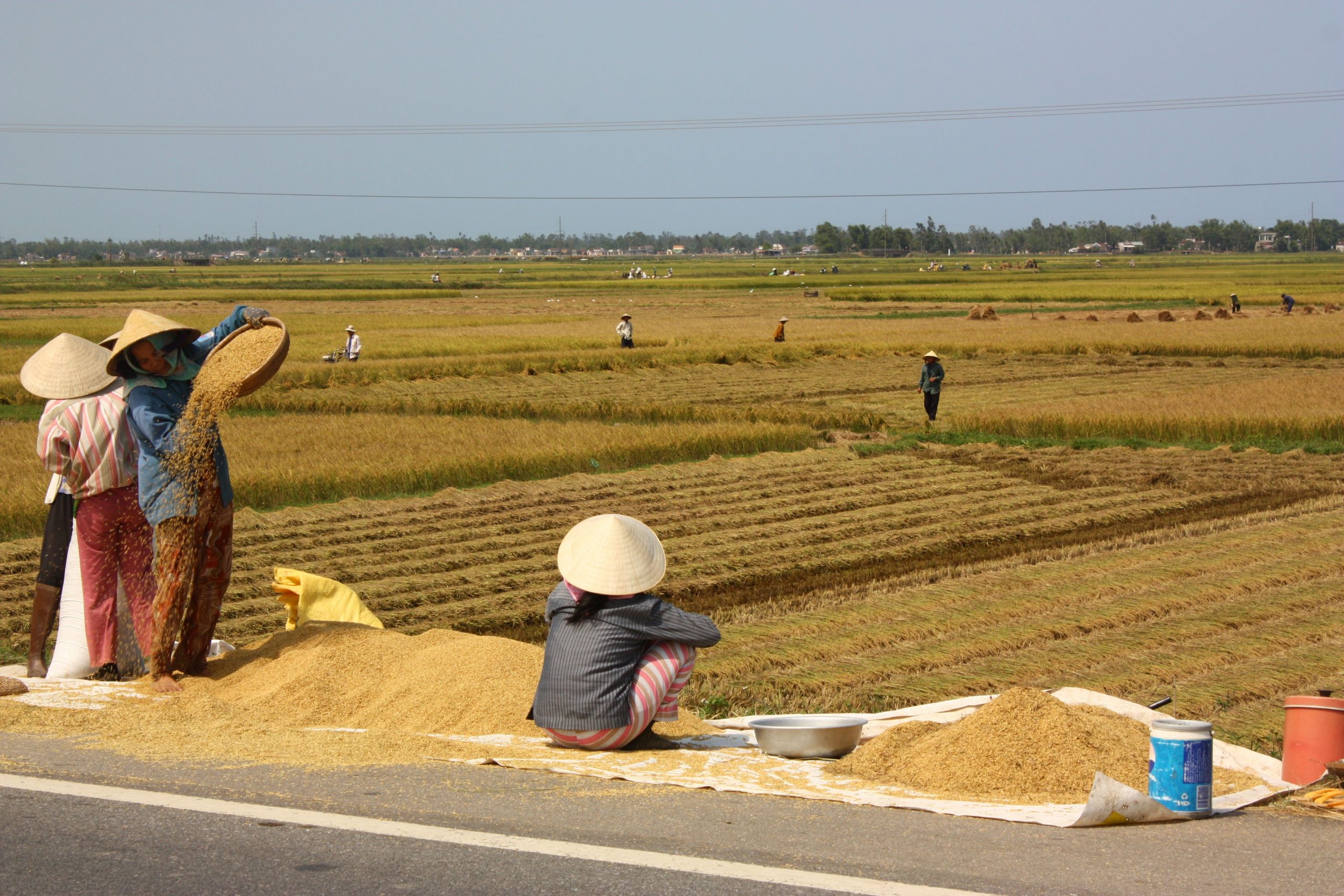 Limits for receiving transfer of agricultural land use rights in Vietnam