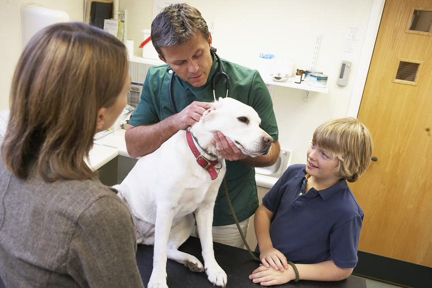 Procedures for applying for a license to practice veterinary medicine in Vietnam