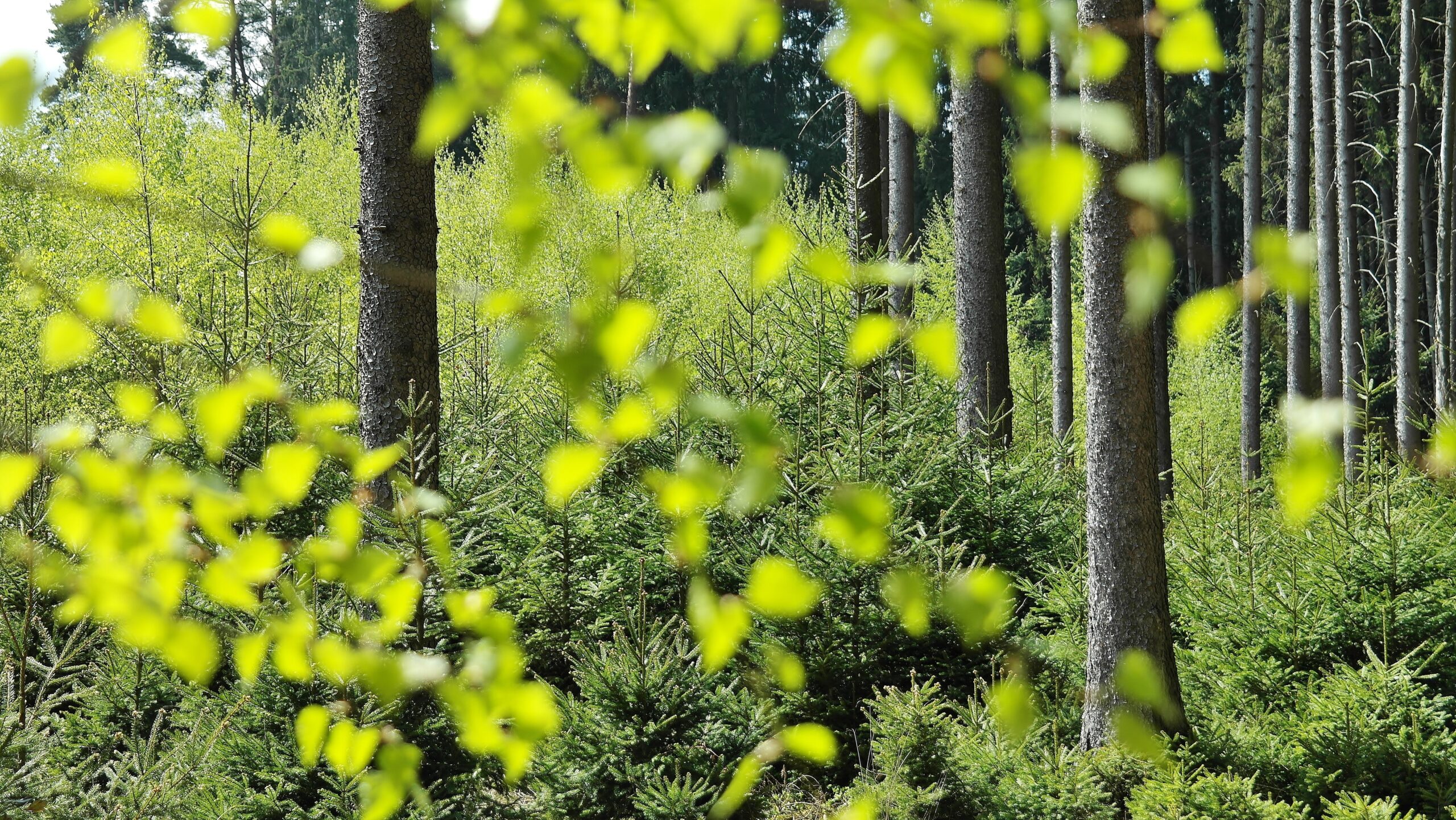 Instructions on how to apply for an environmental permit in Vietnam