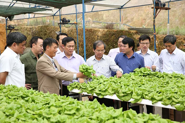 What are the differences between a cooperative and an enterprise in Vietnam