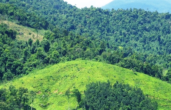 Converting protection forest to production forest in Vietnam