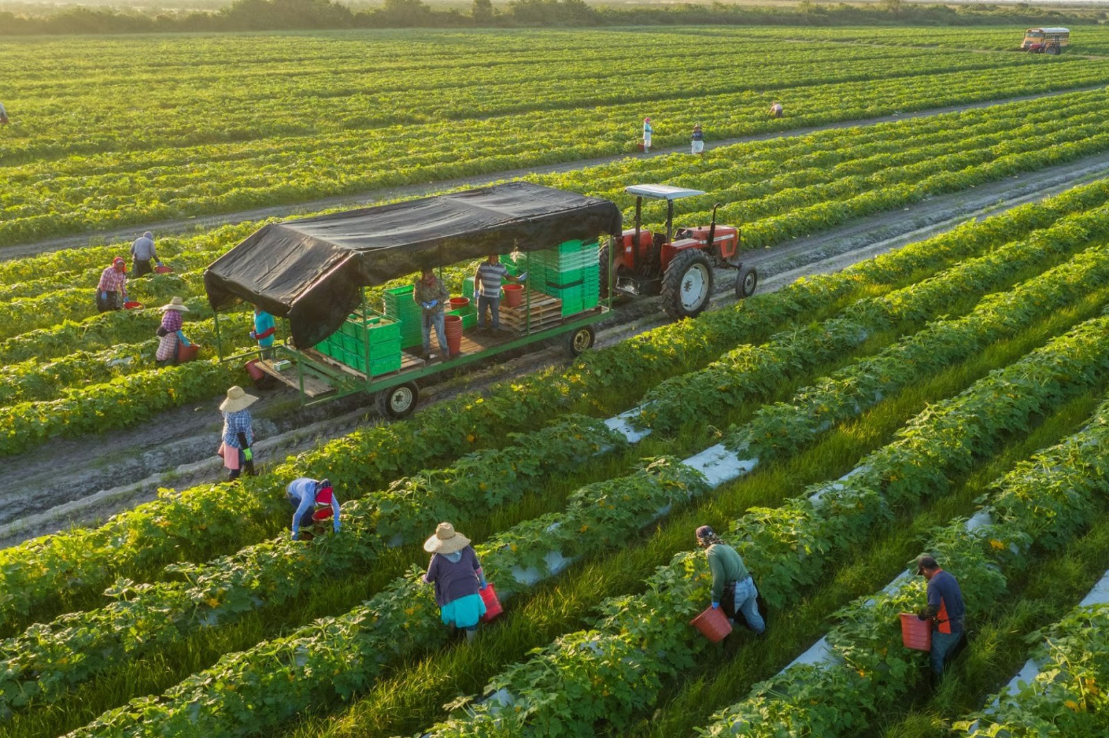 Is farmland granted a red book in Vietnam?