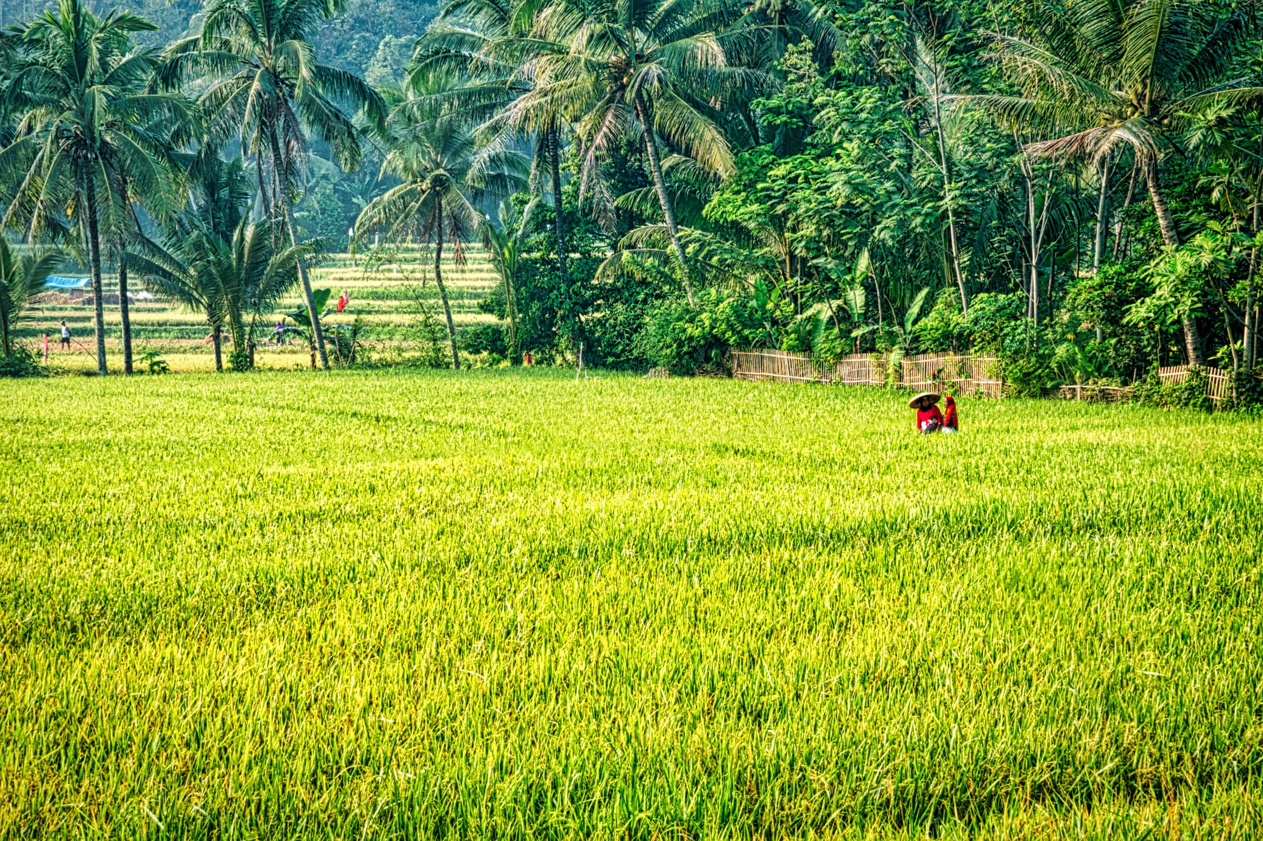 Mortgage of agricultural land in Vietnam for bank loans