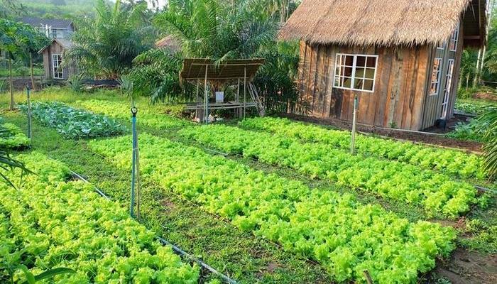 Order and procedures for purchasing garden land in Vietnam