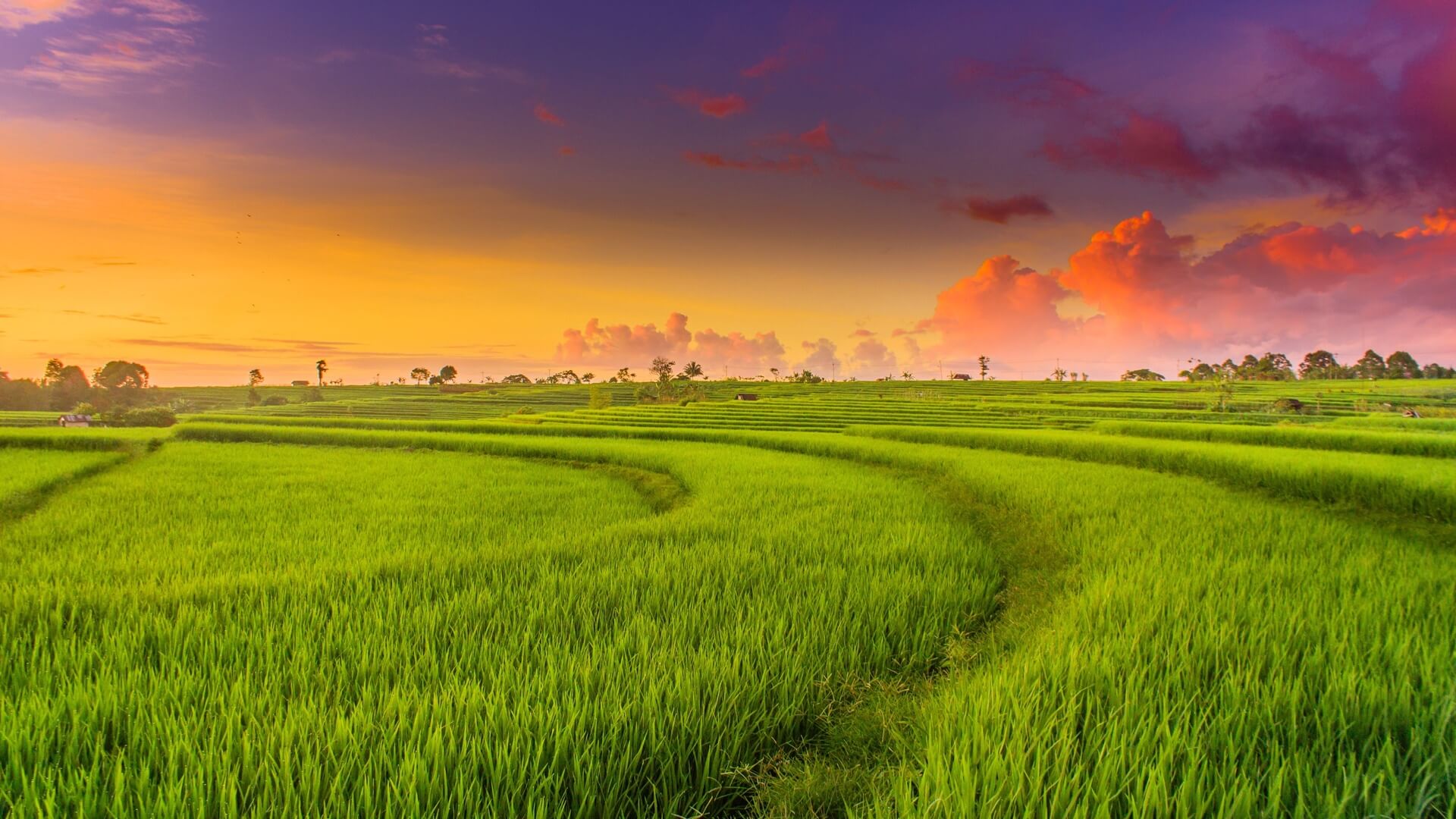 Regulations on rice land acquisition in Vietnam