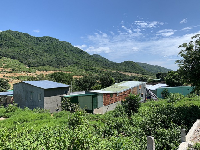 Build temporary houses on land for perennial crops in Vietnam