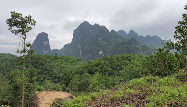 Can production forest land mortgage with bank loans in Vietnam?