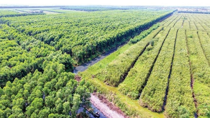 How is production forest land regulated in Vietnam?