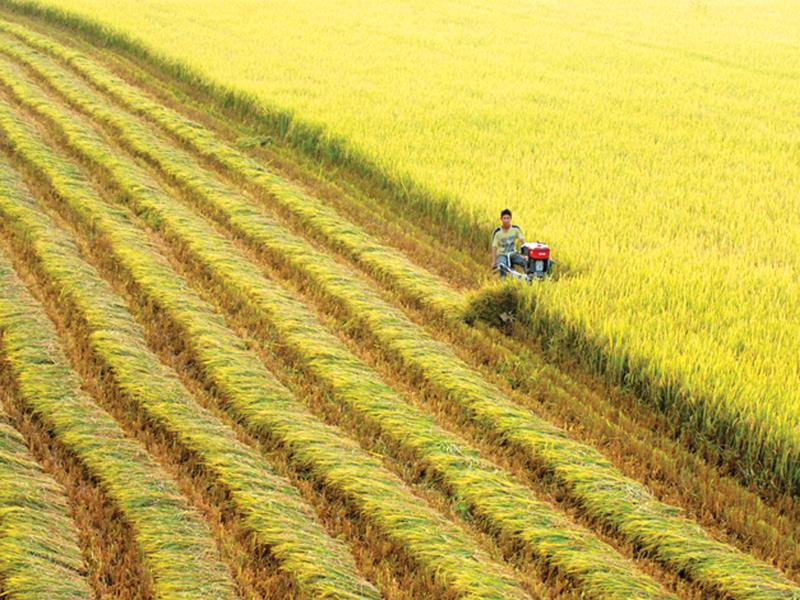 Recognition of agricultural land use rights under Vietnam law