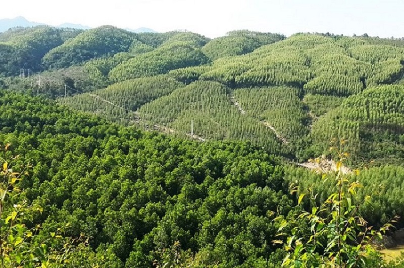 The regulation on construction on forest land in Vietnam