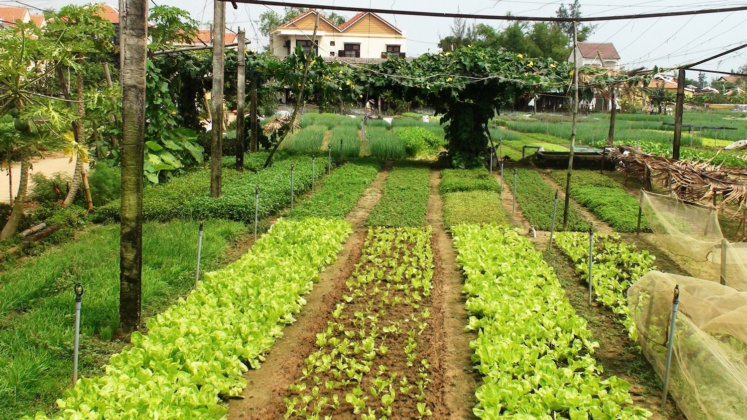 can-you-build-a-house-in-crop-land-under-vietnam-law